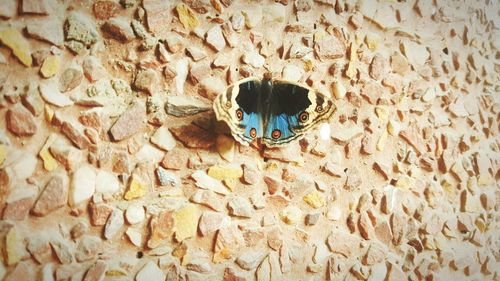 Close-up of bee on stone wall