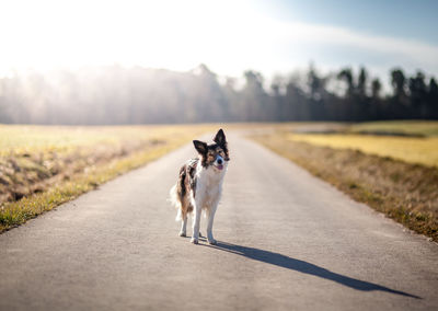 Portrait of a dog standing on road