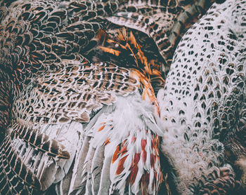 Close-up of birds