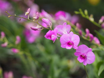 Close-up of pink flowering plant