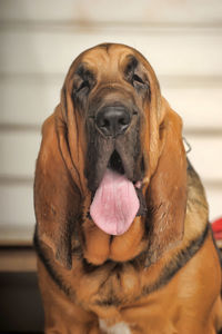 Close-up of a dog at home