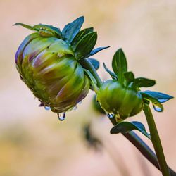 Close-up of wet plant