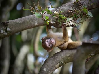 Low angle view of monkey on tree