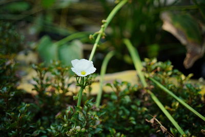 Close-up of white flowering plant
