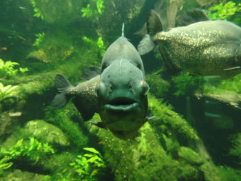 Close-up of fish underwater