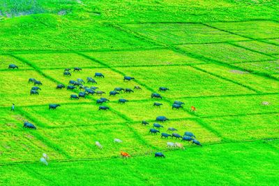 Full frame shot of grassy field