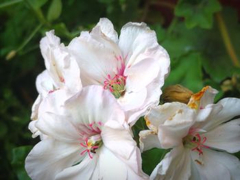 Close-up of white flowering plant