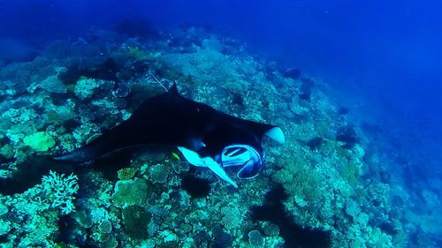 Horse swimming in sea