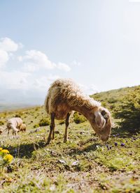 Sheep grazing in a field