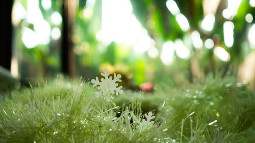 Close-up of flowering plants on field