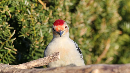 Close-up of bird perching on branch