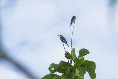 Low angle view of bird perching on leaf