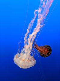 Close-up of jellyfish in sea