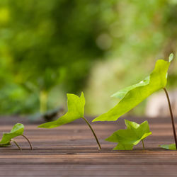 Close-up of green leaves on table