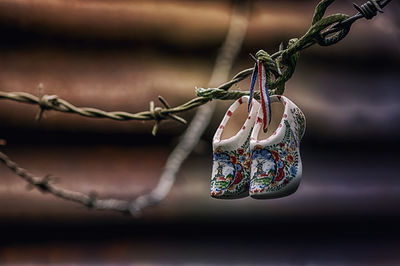 Close-up of branches hanging on branch