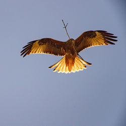 Low angle view of red kite flying with twig