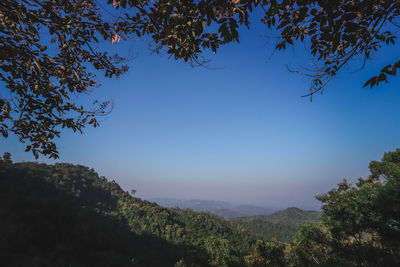 Low angle view of trees against clear blue sky