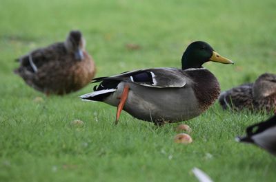 Mallard duck on field