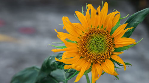 Close-up of sunflower