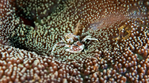 Close-up of coral in sea