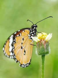 Close-up of butterfly pollinating on flower