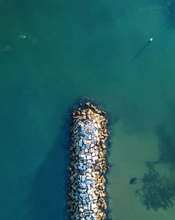 High angle view of insect in sea