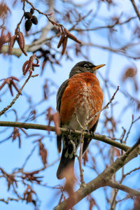 Low angle view of bird perching on tree