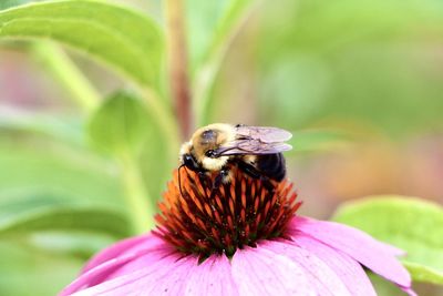 Close-up of bee pollinating on flower