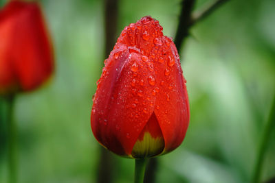 Close-up of red tulip