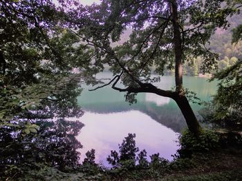 View of cherry tree by lake