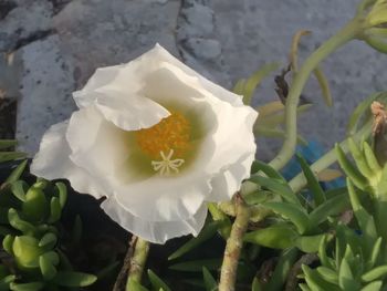 Close-up of white flower