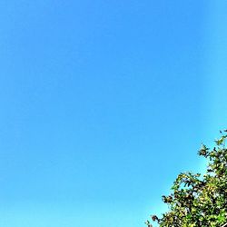 Low angle view of trees against clear blue sky