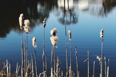 Scenic view of lake