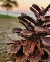 Close-up of wilted plant on field against sky