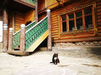 View of cat on steps
