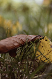 Close-up of lizard on land