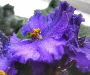 Close-up of purple flowers