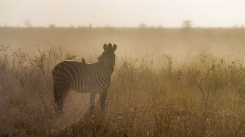 Zebra standing on land at sunset