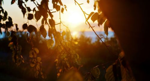 Close-up of sun shining through trees