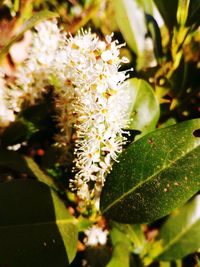 Close-up of white flowering plant