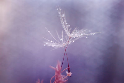 Close-up of dandelion on plant