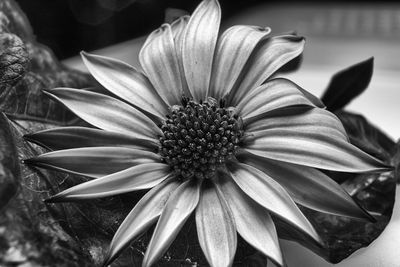 Close-up of flower blooming outdoors