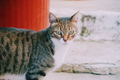 Portrait of cat