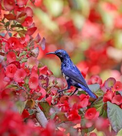 Close-up of bird perching on plant