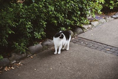 Cat on footpath by plants