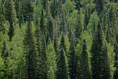 A close up of ponderosa pine trees in different shades of green.