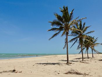 Palm tree on beach against clear blue sky