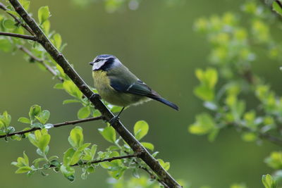 Bird perching on a branch