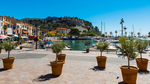 Potted plants against built structure and trees against clear sky