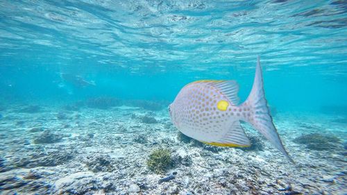 Fish swimming in sea